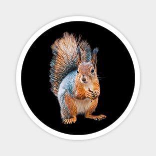 Squirrel - Woodland Themed Kids Room, Funny Gifts For Forester, Cute Animals Magnet